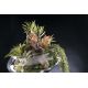Aranjamente florale LUX - Aranjament floral ETERNITY BOWL EXOTIC ZEUS