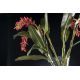Aranjamente florale LUX - Aranjament floral ETERNITY BOWL CLASSIC WEEPING