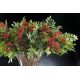 Aranjamente florale LUX - Aranjament floral ETERNITY BOWL RED BERRIES