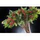 Aranjamente florale LUX - Aranjament floral ETERNITY BOWL RED BERRIES
