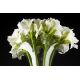 Aranjamente florale LUX - Aranjament floral VULCANO IVORY AMARYLLIS, 110cm