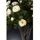 Aranjamente florale LUX - Aranjament floral BOWL ETERNITY PEONY