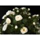 Aranjamente florale LUX - Aranjament floral BOWL ETERNITY PEONY