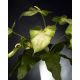 Aranjamente florale LUX - Aranjament floral ARRANGEMENT GLAD