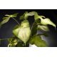 Aranjamente florale LUX - Aranjament floral ARRANGEMENT GLAD