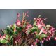Aranjamente florale LUX - Aranjament floral ADENIUM