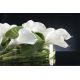 Aranjamente florale LUX - Aranjament floral CIOTOLA BASSA CON CALLE