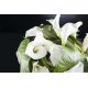Aranjamente florale LUX - Aranjament floral CIOTOLA BASSA CON CALLE