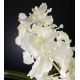 Aranjamente florale LUX - Aranjament floral VANDA