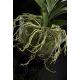 Aranjamente florale LUX - Aranjament floral NEW PLANT VANDA