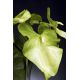 Aranjamente florale LUX - Aranjament floral ANTHURIUM