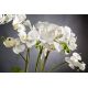 Aranjamente florale LUX - Aranjament floral LIGHT ATOLLO 3 PHALENOPSIS BIG