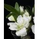 Aranjamente florale LUX - Aranjament floral VASE MASSY BULB