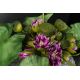Aranjamente florale LUX - Aranjament floral BOUQUET LOTUS FLOWERS