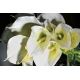 Aranjamente florale LUX - Aranjament floral BUNCH ELEGANT