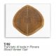 Masute Living - Masuta design Glass&Wood FORESTA H-41cm, otel