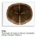 Masute Living - Masuta ovala design Glass&Wood FORESTA H-41cm