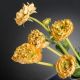 Aranjamente florale LUX - Aranjament floral RANUNCOLO portocaliu