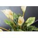 Aranjamente florale LUX - Aranjament floral ALFEO CALLA TRIS alb