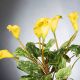 Aranjamente florale LUX - Aranjament floral ALFEO CALLA TRIS galben