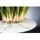 Aranjamente florale LUX - Aranjament floral LUX CYMBIDIUM, 80x95cm
