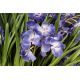 Aranjamente florale LUX - Aranjament floral LUX CYMBIDIUM, 80x95cm