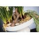 Aranjamente florale LUX - Aranjament floral LUX MUSCARI, 30x60cm