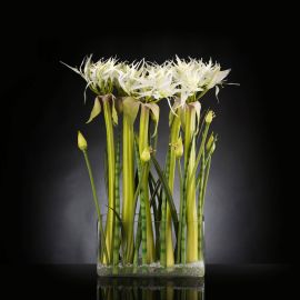 Aranjamente florale LUX - Aranjament floral LUX SPIDERLILLY, 65x85cm