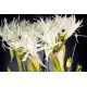 Aranjamente florale LUX - Aranjament floral LUX SPIDERLILLY, 50x100cm
