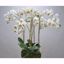 Aranjamente florale LUX - Aranjament floral ORCHID O/SOIL WHITE 83cm