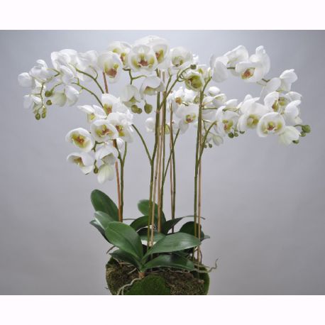 Aranjamente florale LUX - Aranjament floral ORCHID O/SOIL WHITE 83cm