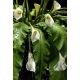 Aranjamente florale LUX - Aranjament floral MAXI ZEUS, 120cm