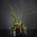 Aranjament floral elegant, design LUX CYMBIDIUM PLANT