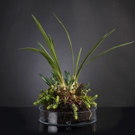 Aranjamente florale LUX - Aranjament floral elegant, design LUX CYMBIDIUM PLANT