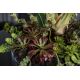 Aranjamente florale LUX - Aranjament floral elegant, design LUX CYMBIDIUM PLANT