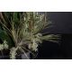 Aranjamente florale LUX - Aranjament floral elegant, design LUX ETERNITY FIG BRANCH GIANT