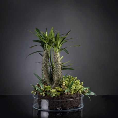 Aranjamente florale LUX - Aranjament floral elegant, design LUX CACTUS GRASS