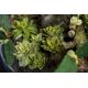 Aranjamente florale LUX - Aranjament floral elegant, design LUX CACTUS GRASS