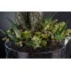 Aranjamente florale LUX - Aranjament floral elegant, design LUX CACTUS GRASS