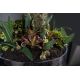 Aranjamente florale LUX - Aranjament floral elegant, design LUX CACTUS GRASS