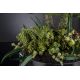 Aranjamente florale LUX - Aranjament floral elegant, design LUX CACTUS GRASS