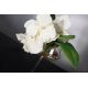 Aranjamente florale LUX - Aranjament floral ETERNITY STEM GLASS MINIMES VANDA