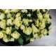 Aranjamente florale LUX - Aranjament floral design LUX BOWL ANASTASIA