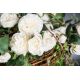 Aranjamente florale LUX - Aranjament floral mare design LUX RUSTY BIRCH ROSE BASKET