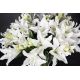Aranjamente florale LUX - Aranjament floral mare design LUX VASE VANESSA LILIUM