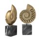 Parfumuri de camera, Idei cadouri, Obiecte decorative - Set 2 obiecte decorative LUX Ammonite