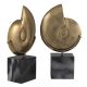 Parfumuri de camera, Idei cadouri, Obiecte decorative - Set 2 obiecte decorative LUX Ammonite