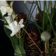 Aranjamente florale LUX - Aranjament floral design LUX ETERNITY RECTANGULAR VASE CORINTO
