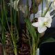 Aranjamente florale LUX - Aranjament floral design LUX ETERNITY RECTANGULAR VASE CORINTO