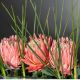 Aranjamente florale LUX - Aranjament floral decor festiv design LUX RECTANGULAR VASE PROTEA